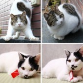 Top 3 chú mèo "đại sứ khách sạn" được yêu thích nhất